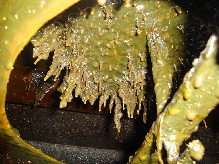 limpieza robotizada de conductos de extracción de grasas