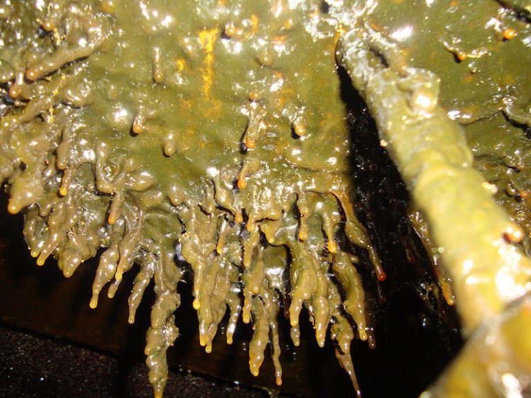 limpieza robotizada de conductos de extracción de grasas